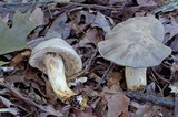 Retiboletus griseus image