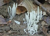 Clavaria acuta image