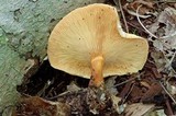Hygrophoropsis aurantiaca image