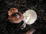 Collybia oregonensis image