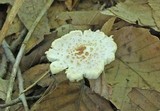 Lepiota cristata image