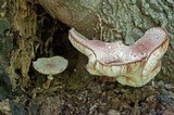 Leucoagaricus americanus image