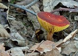 Phylloporus leucomycelinus image