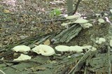Royoporus badius image