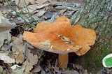 Polyporus radicatus image