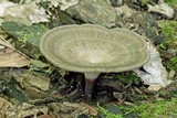 Polyporus tubaeformis image