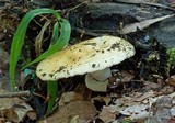 Stropharia hardii image
