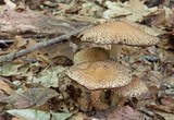 Lacrymaria echiniceps image