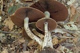 Lacrymaria echiniceps image