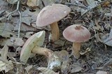 Tylopilus rubrobrunneus image