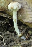 Cystolepiota hetieri image