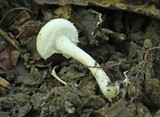 Cystolepiota hetieri image