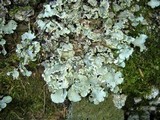 Cetrelia olivetorum image