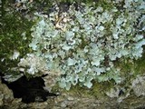 Cetrelia olivetorum image