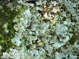 Cetrelia olivetorum image