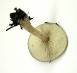 Melanoleuca melaleuca image