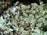 Cetrelia olivetorum image