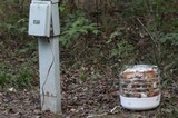 Amanita banningiana image