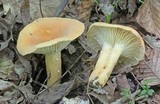Lactarius hygrophoroides image