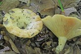 Lactarius psammicola image
