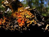 Xanthomendoza montana image