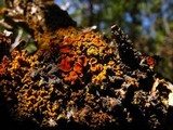 Xanthomendoza montana image