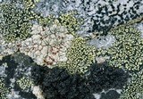 Ophioparma lapponica image