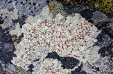 Ophioparma lapponica image