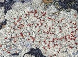 Ophioparma lapponica image