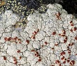 Ophioparma lapponica image