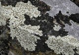 Ophioparma lapponica image