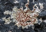 Ophioparma ventosa image