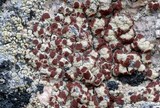 Ophioparma ventosa image