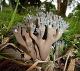 Ramaria cyanocephala image