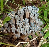 Ramaria cyanocephala image