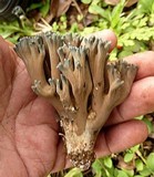 Ramaria cyanocephala image