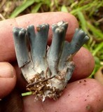 Ramaria cyanocephala image