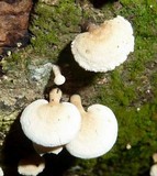 Panellus pusillus image