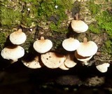 Panellus pusillus image
