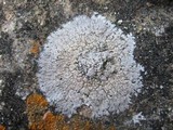 Physcia caesia image