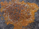 Caloplaca marina image
