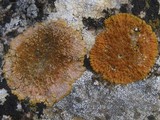 Caloplaca aurantia image