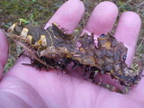 Peltigera membranacea image
