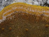 Caloplaca aurantia image
