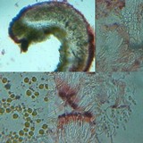 Caloplaca aurantia image