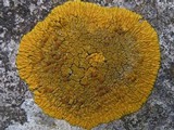 Caloplaca flavescens image