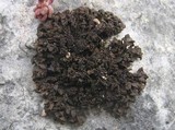Leptogium plicatile image