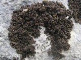 Leptogium plicatile image