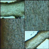 Leptogium plicatile image