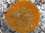 Xanthoria aureola image
